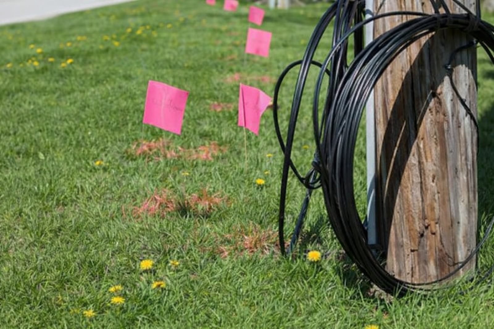 Pink survey flags running along a coiled telecom cable at the base of a utility pole